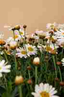 Foto gratuita natura morta di fiori a margherita