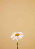 Free photo still life of daisy flowers