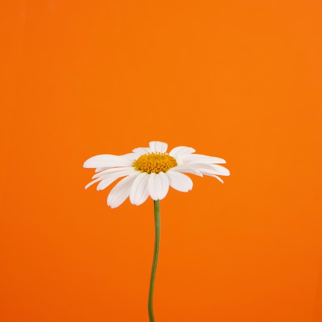 Foto gratuita natura morta di fiori a margherita