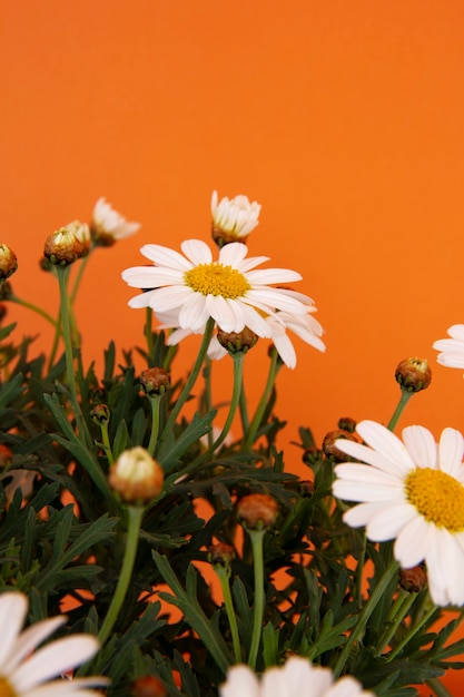 Foto gratuita natura morta di fiori a margherita