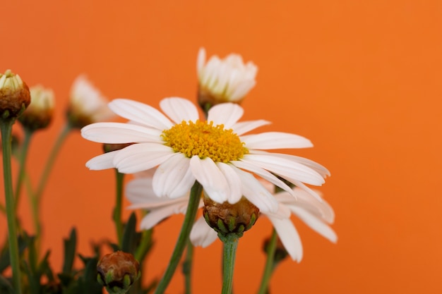 Foto gratuita natura morta di fiori a margherita