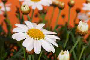 Foto gratuita natura morta di fiori a margherita