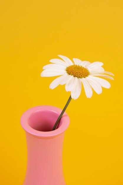 Still life of daisy flowers