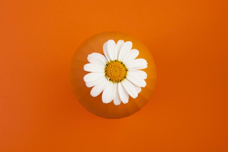 Free Photo still life of daisy flowers