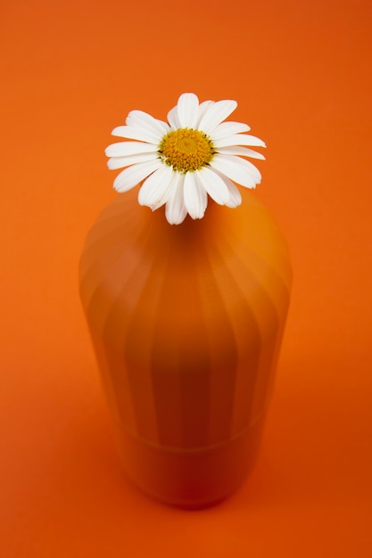 Still life of daisy flowers