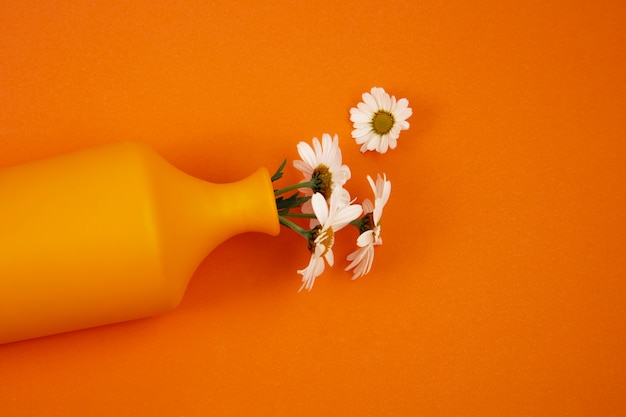 Still life of daisy flowers