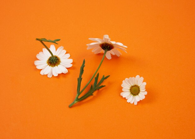 Still life of daisy flowers