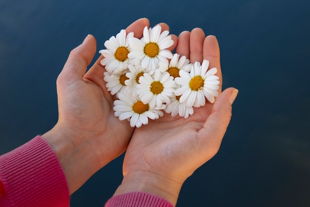 Free photo still life of daisy flowers