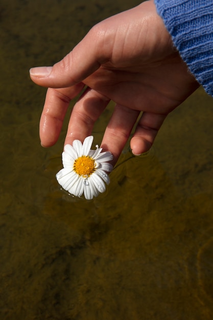 Foto gratuita natura morta di fiori a margherita