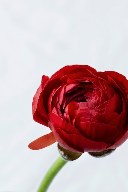 Still life flower in vase arrangement