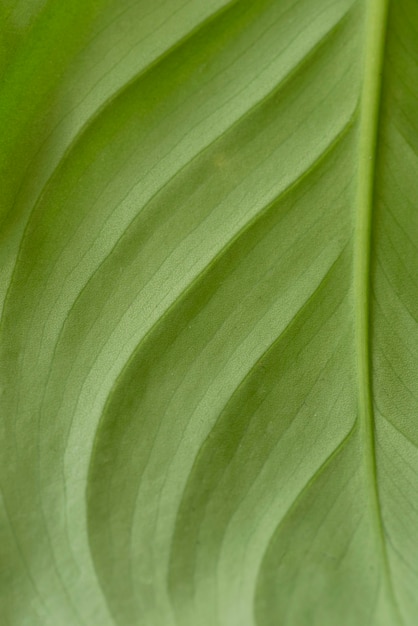 Free photo still life green plant indoors