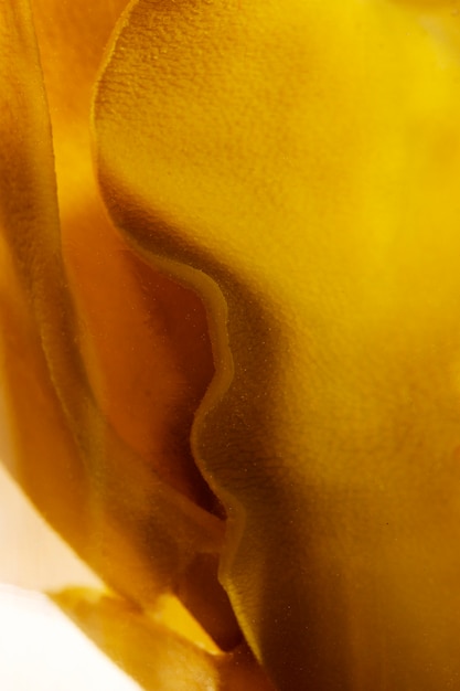 Бесплатное фото Натюрморт с деталями водорослей