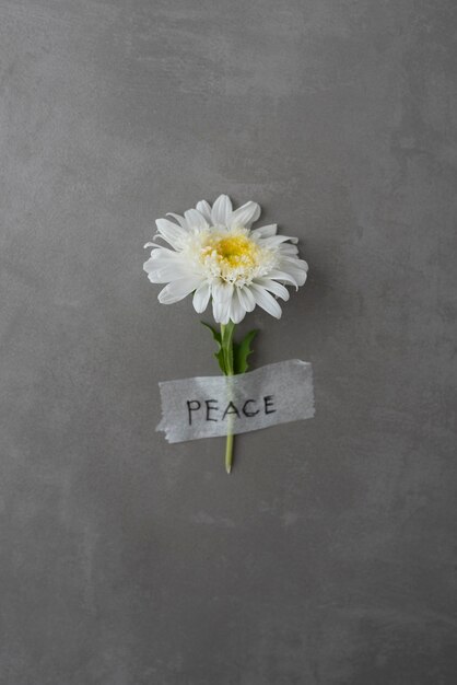 Натюрморт мирный день композиция с цветком