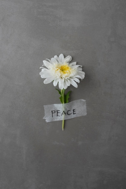 Still life peace day arrangement with flower