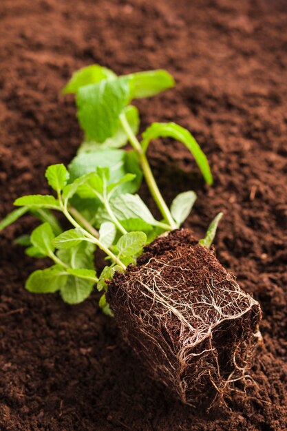 Still life of plant on soil