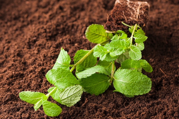 Still life of plant on soil