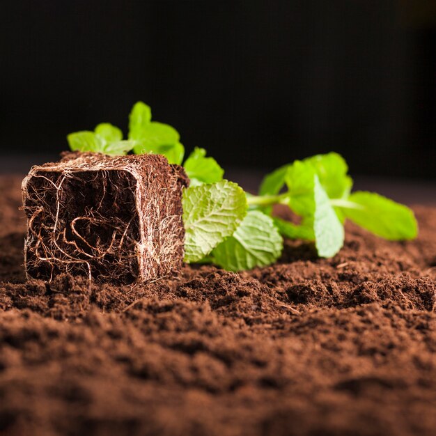 Still life of plant on soil