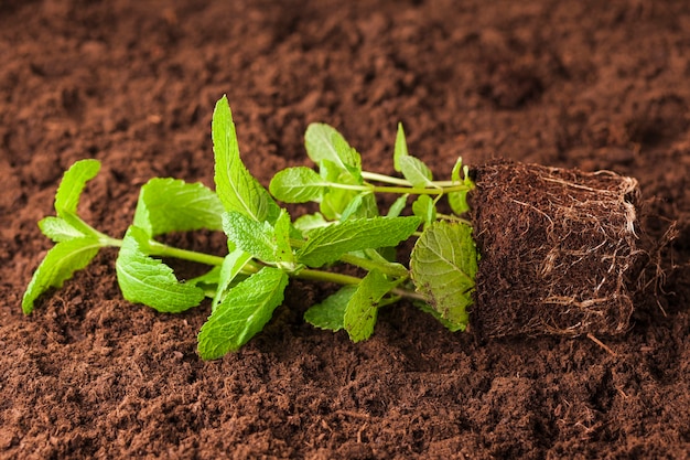 Foto gratuita natura morta di piante sul terreno