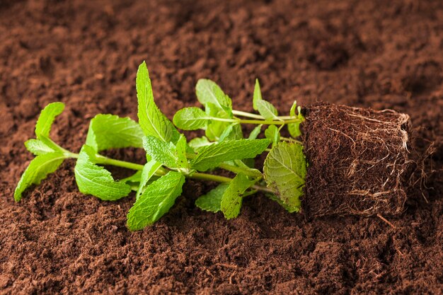 Still life of plant on soil