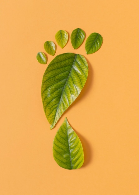 Free Photo still life sustainable lifestyle elements composition