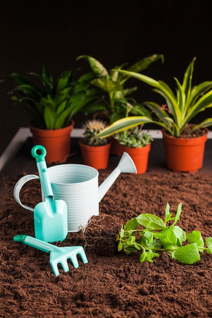 土の上の様々な植物の静物