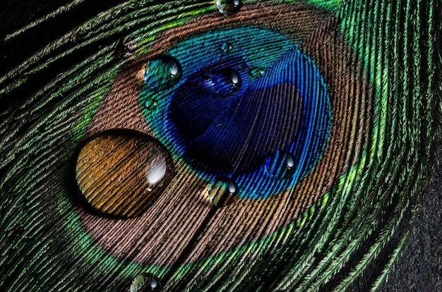 Still life of water with peacock feather