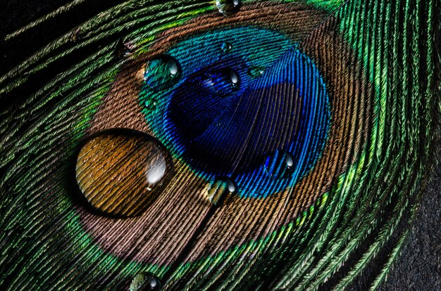 Still life of water with peacock feather