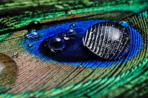 Still life of water with peacock feather