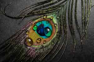 Free photo still life of water with peacock feather