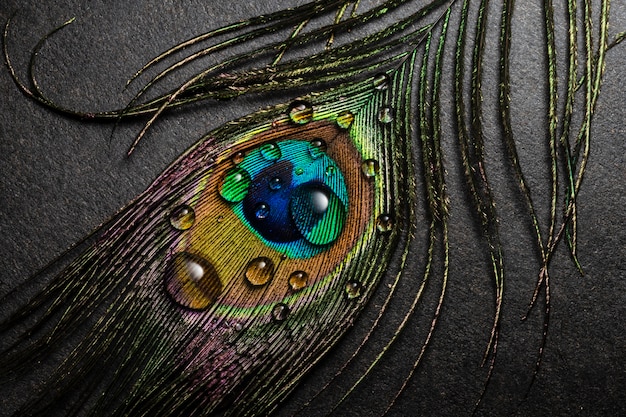 Still life of water with peacock feather