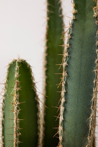 Foto gratuita natura morta con pianta di cactus