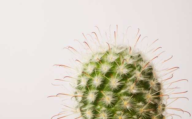 Still life with cactus plant