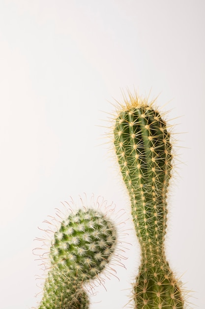 Foto gratuita natura morta con pianta di cactus