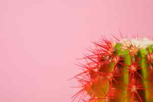 Free photo still life with cactus plant