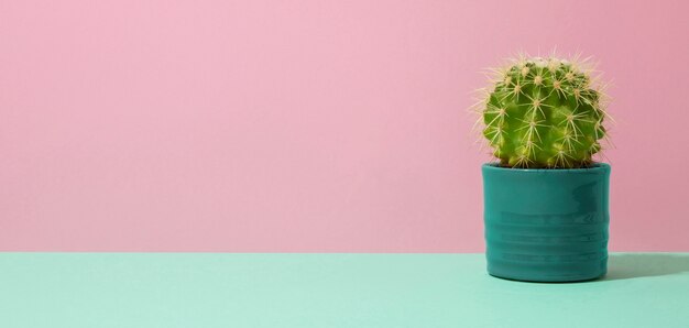 Still life with cactus plant