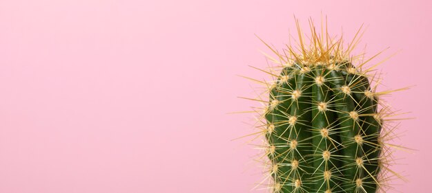 Still life with cactus plant