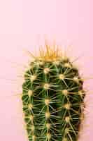 Foto gratuita natura morta con pianta di cactus