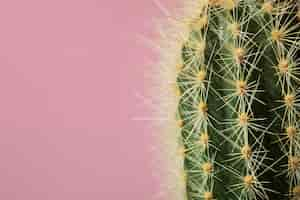 Free photo still life with cactus plant