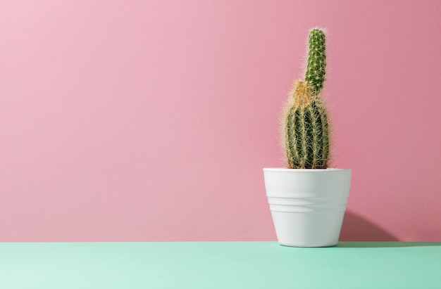 Free photo still life with cactus plant