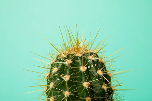 Бесплатное фото Натюрморт с кактусом
