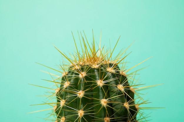 Foto gratuita natura morta con pianta di cactus