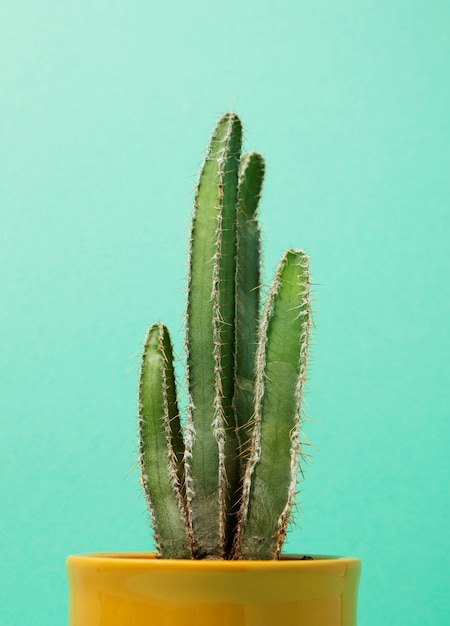 Still life with cactus plant