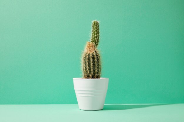 Still life with cactus plant