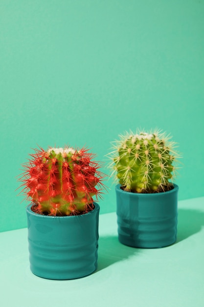 Free photo still life with cactus plant