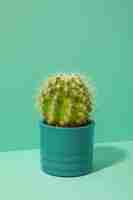 Free photo still life with cactus plant