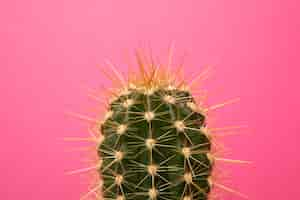 Free photo still life with cactus plant