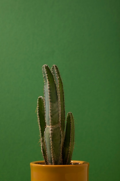 Foto gratuita natura morta con pianta di cactus