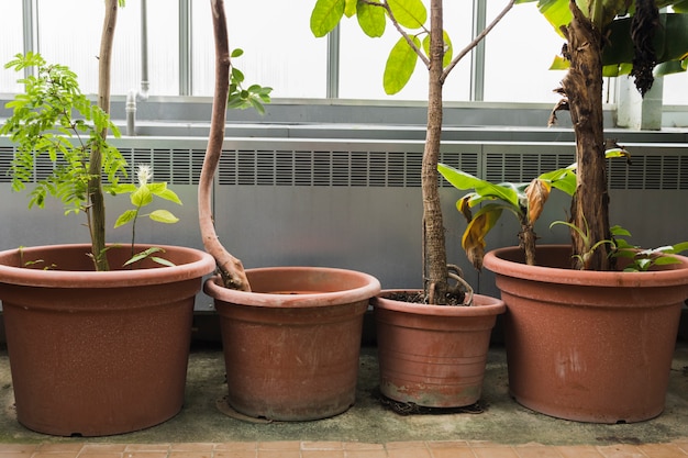 Still life with gardening concept