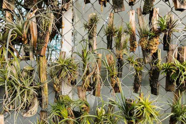 Foto gratuita natura morta con il concetto di giardinaggio