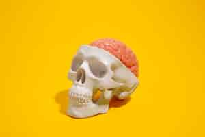 Бесплатное фото Натюрморт с человеческим мозгом